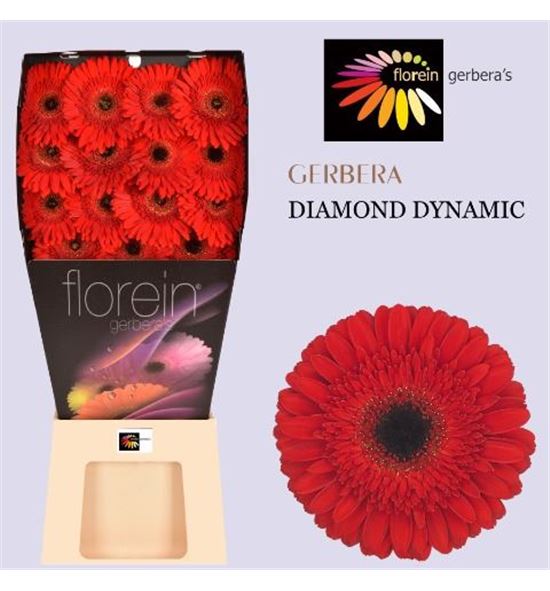 Gerbera dynamic 50 x15 - GERDYN5015