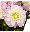 Dahlia dec sweet nathalie 55 - DAHSWENAT1