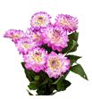 Dahlia passionata 55 - DAHPASS