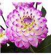 Dahlia passionata 55 - DAHPASS1