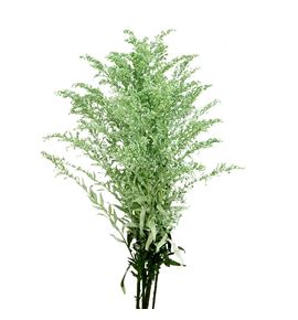 Solidago teñido verde claro 80 - SOLTENVERCLA