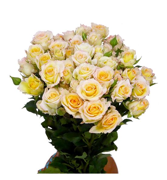 Rs ramificada sweet chablis 50 - RTRSWECHA