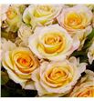 Rs ramificada sweet chablis 50 - RTRSWECHA1