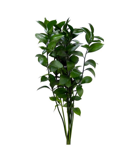 Ruscus 100cm - RUS