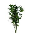 Ruscus 100cm - RUS