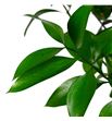 Ruscus 100cm - RUS2