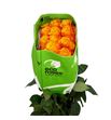 Rosa ecu aloha 50 - REALO