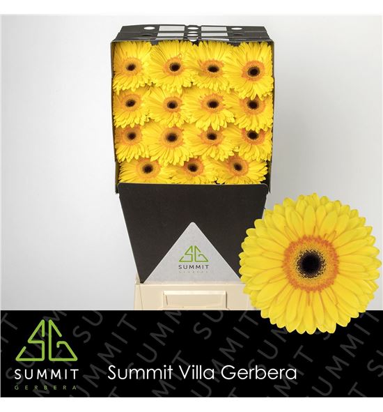 Gerbera apollo 50 x15 - GERAPO5015