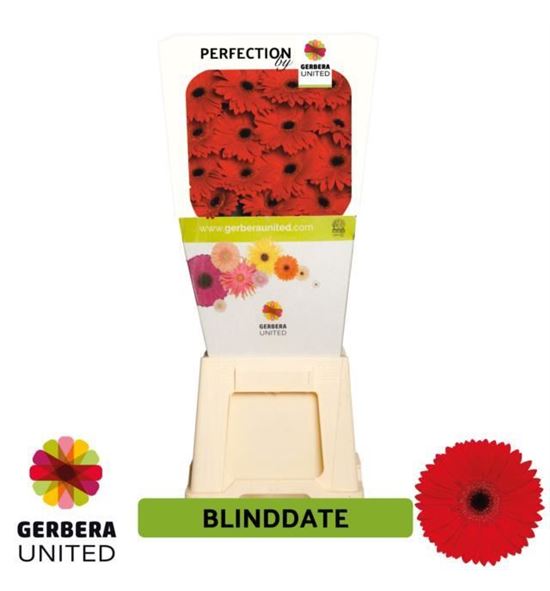 Gerbera blinddate 50 x15 - GERBLI5015