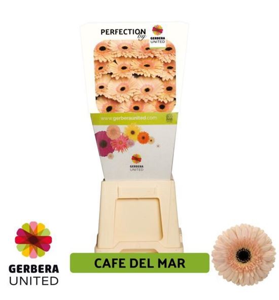 Gerbera cafe del mar 50 x15 - GERCAFMAR5015