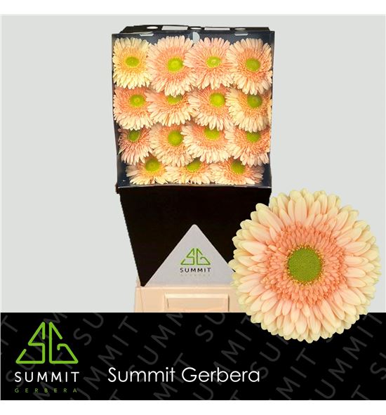 Gerbera carlita 50 x15 - GERCARL5015