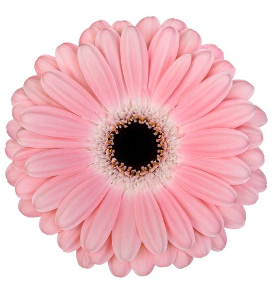 Gerbera dulcie 50 x15 - GERDUL5015