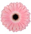 Gerbera dulcie 50 x15 - GERDUL5015