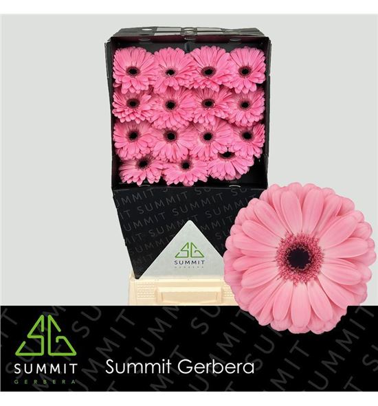 Gerbera joyride 50 x15 - GERJOY5015