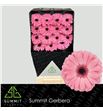 Gerbera joyride 50 x15 - GERJOY5015