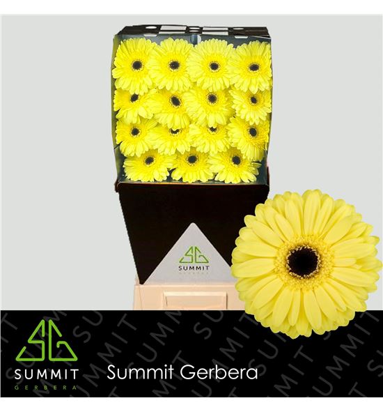 Gerbera matteo 50 x15 - GERMAT5015