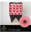 Gerbera scala 50 x15 - GERSCA5015