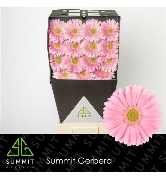 Gerbera plot 50 x15 - GERPLO5015