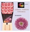 Gerbera gerponi power ball 50 x15 - GERGERPOW5015