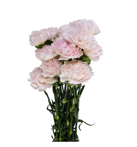Clavel fancy rosa claro - CLAROSCLA