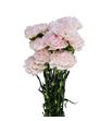 Clavel fancy rosa claro - CLAROSCLA
