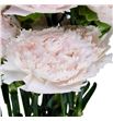 Clavel fancy rosa claro - CLAROSCLA1