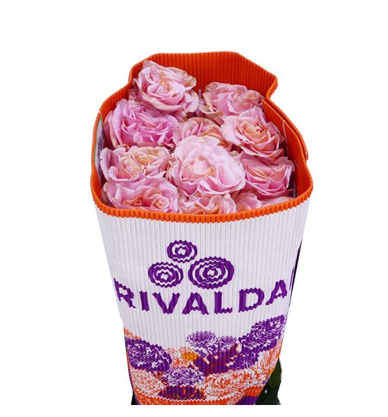 Rosa ecu phoenix 40 - REPHO