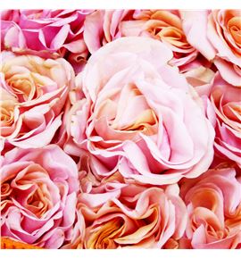 Rosa ecu phoenix 40 - REPHO