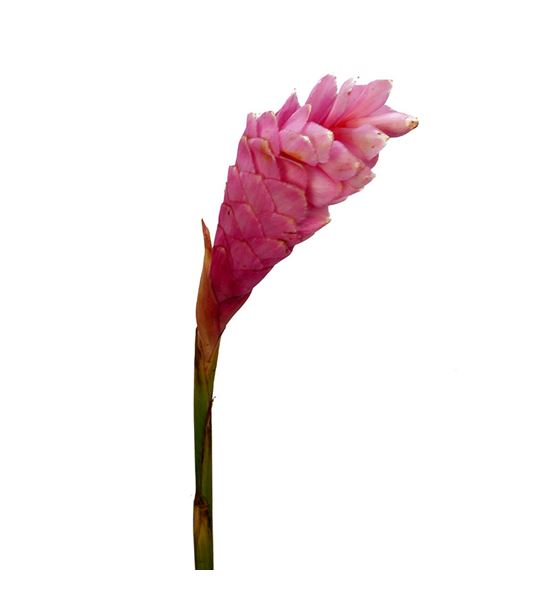 Alpinia purpurata rose 90 - ALPPURROS1