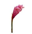 Alpinia purpurata rose 90 - ALPPURROS1