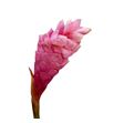 Alpinia purpurata rose 90 - ALPPURROS