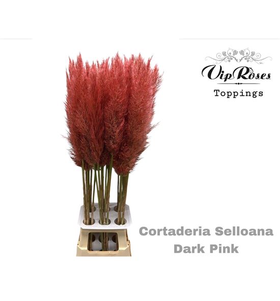 Dried cortaderia seollana dark pink 115 - DRICORSEODAPI