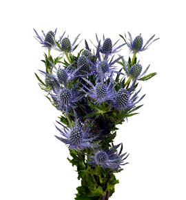 Eryng blue lagoon 70 - ERYBLULAG