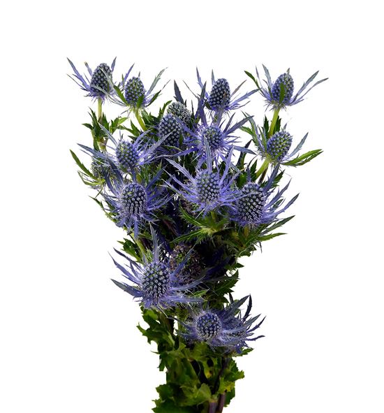 Eryng blue lagoon 70 - ERYBLULAG