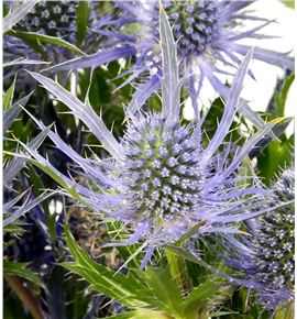 Eryng blue lagoon 70 - ERYBLULAG