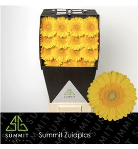 Gerbera captiva 50 x15 - GERCAP5015