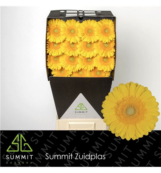 Gerbera captiva 50 x15 - GERCAP5015