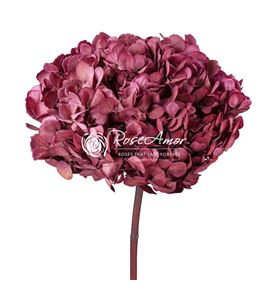 Hortensia preservada pink 10 - HYDPREPIN10