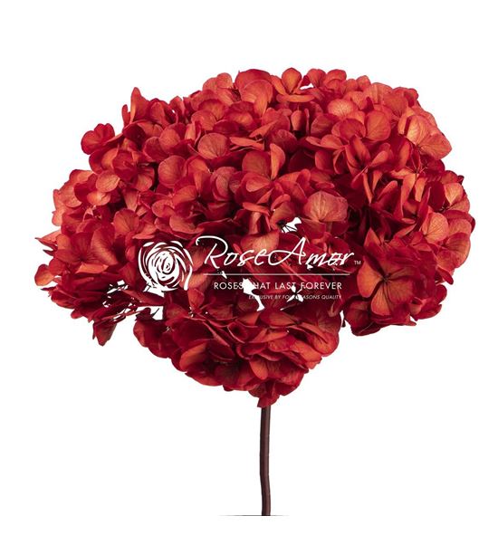 Hortensia preservada red 04 - HYDPRERED04