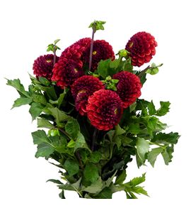 Dahlia ball brown sugar 50 - DAHBALBROSUG