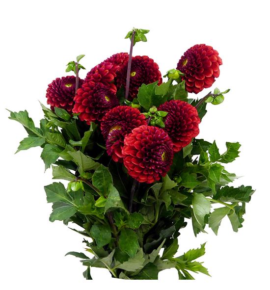 Dahlia ball brown sugar 50 - DAHBALBROSUG