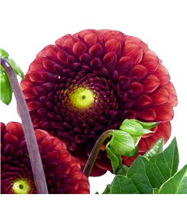 Dahlia ball brown sugar 50 - DAHBALBROSUG