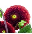 Dahlia ball brown sugar 50 - DAHBALBROSUG1