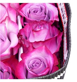 Rosa ecu deep purple 40 - REDEEPUR