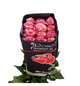 Rosa ecu paloma 40 - REPAL