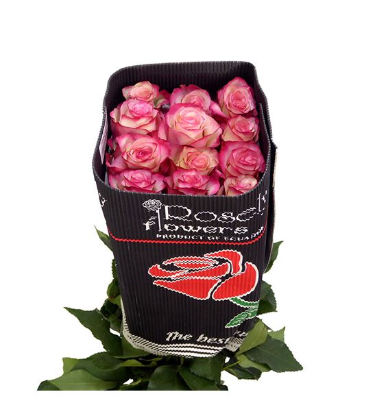 Rosa ecu paloma 40 - REPAL