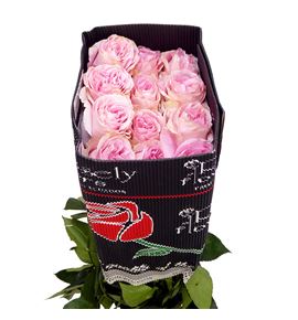Rosa ecu pamela 50 - REPAM