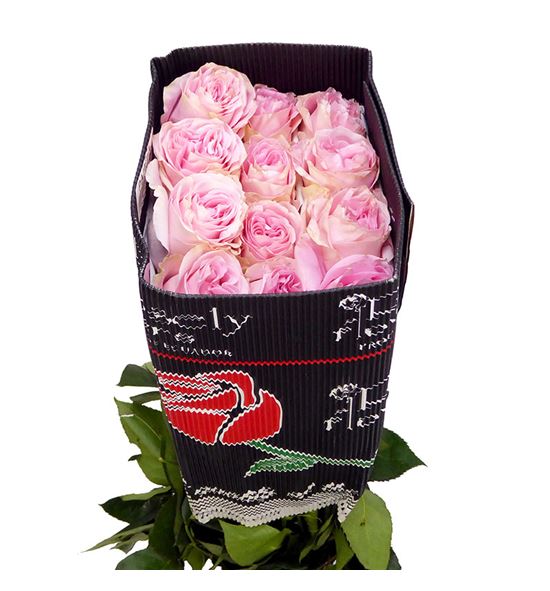 Rosa ecu pamela 50 - REPAM