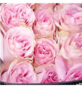 Rosa ecu pamela 50 - REPAM