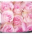 Rosa ecu pamela 50 - REPAM1
